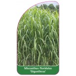 miscanthus-floridulus-gigantheus-1