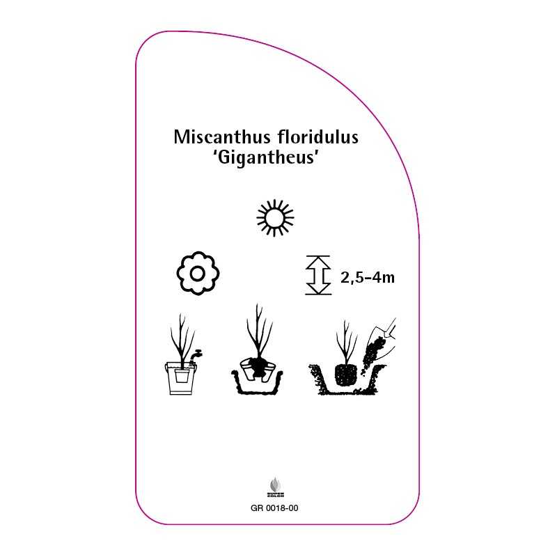 miscanthus-floridulus-gigantheus-0