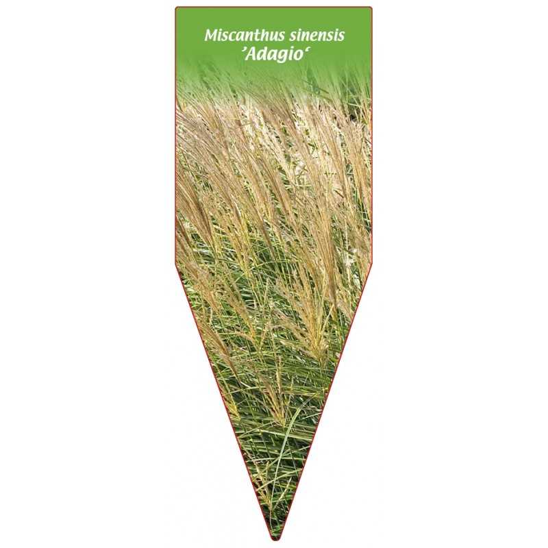 miscanthus-sinensis-adagio-1