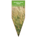 miscanthus-sinensis-adagio-1