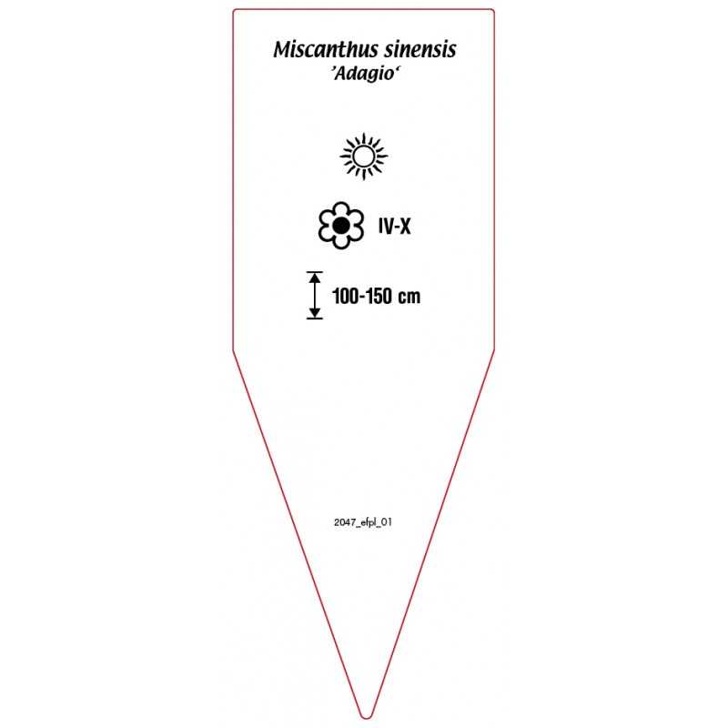 miscanthus-sinensis-adagio-0