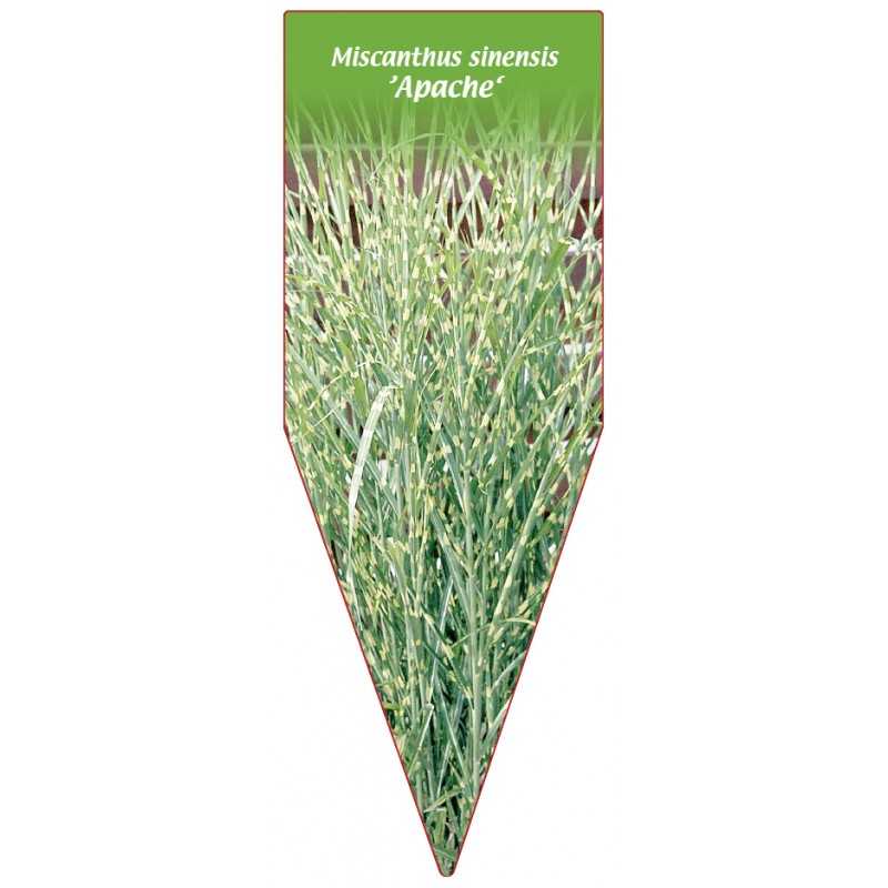 miscanthus-sinensis-apache-1