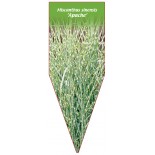 miscanthus-sinensis-apache-1