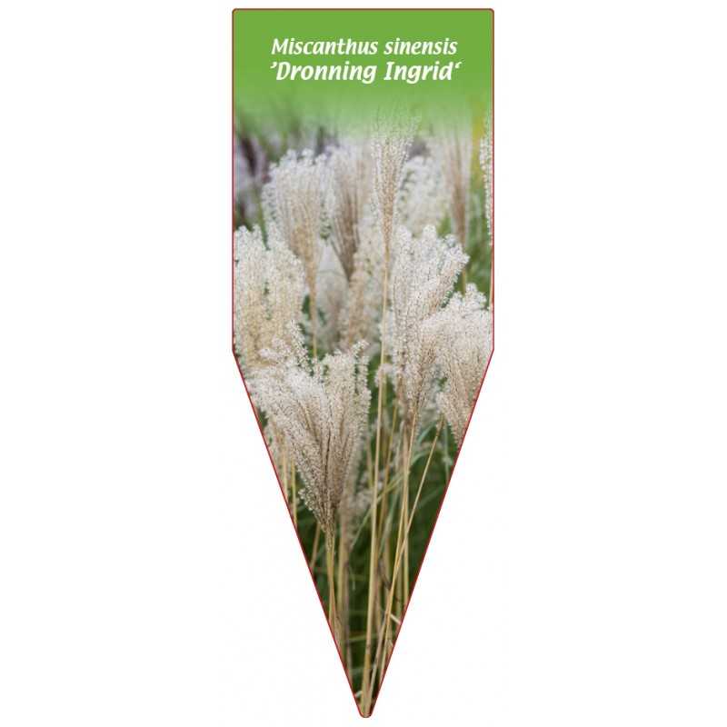 miscanthus-sinensis-dronning-ingrid-1