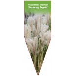 miscanthus-sinensis-dronning-ingrid-1