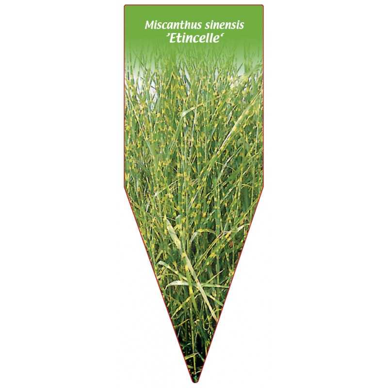 miscanthus-sinensis-etincelle-1