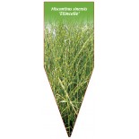 miscanthus-sinensis-etincelle-1