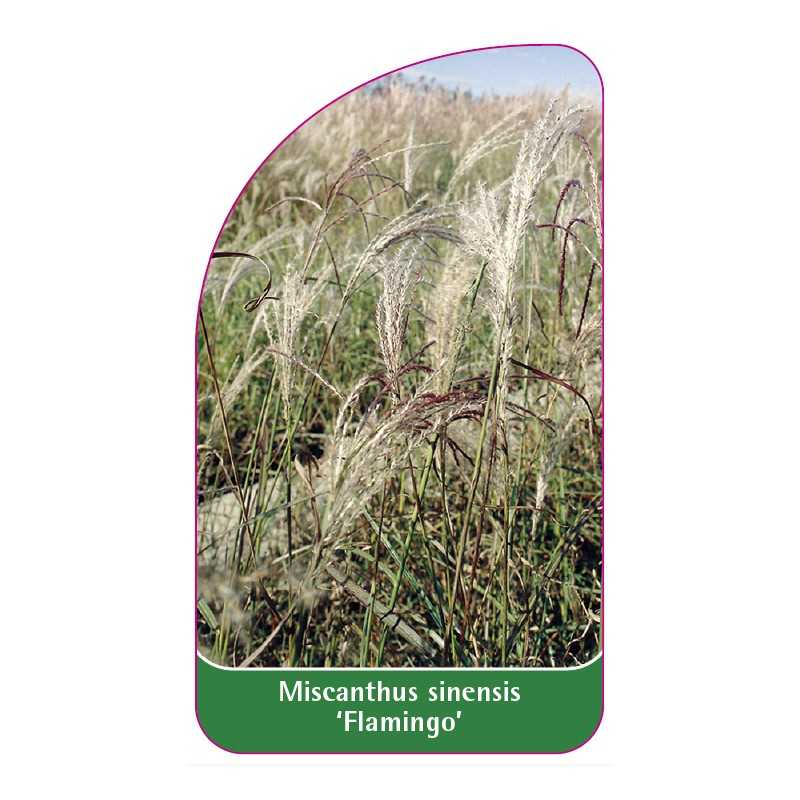 miscanthus-sinensis-flamingo-a1