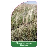 miscanthus-sinensis-flamingo-a1