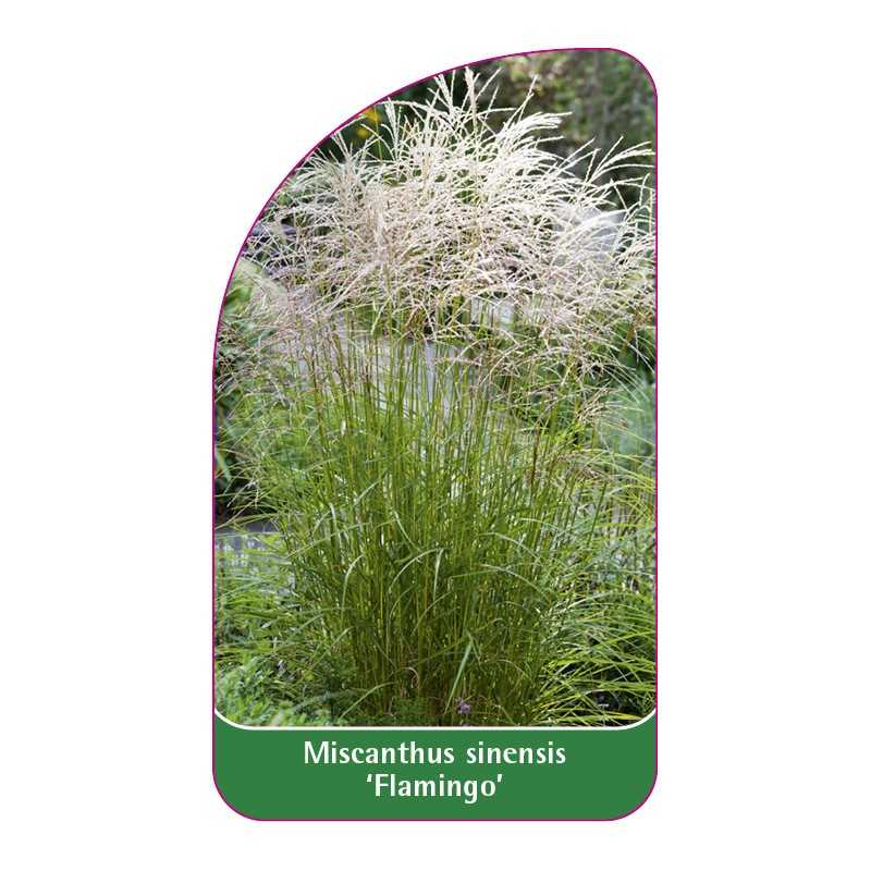 miscanthus-sinensis-flamingo-b1