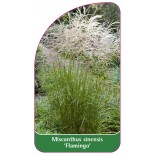 miscanthus-sinensis-flamingo-b1