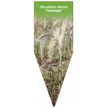 miscanthus-sinensis-flamingo-1