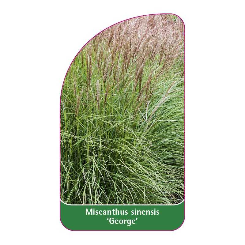 miscanthus-sinensis-george-1