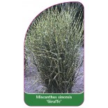 miscanthus-sinensis-giraffe-1