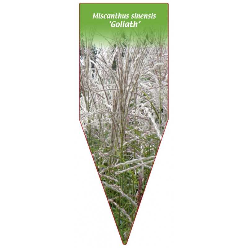 miscanthus-sinensis-goliath-1