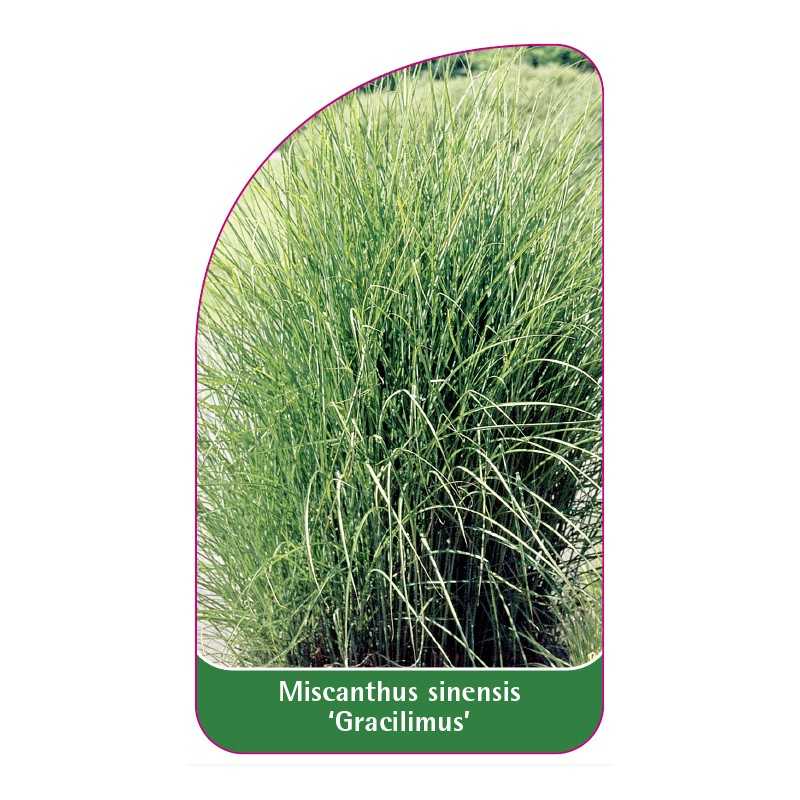 miscanthus-sinensis-gracilimus-1