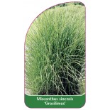 miscanthus-sinensis-gracilimus-1