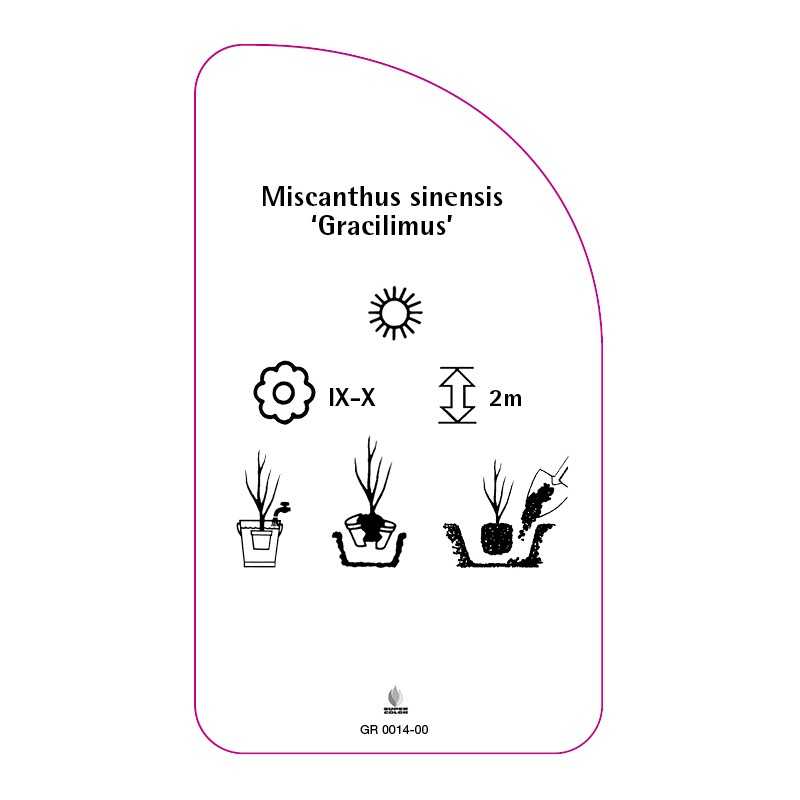 miscanthus-sinensis-gracilimus-0