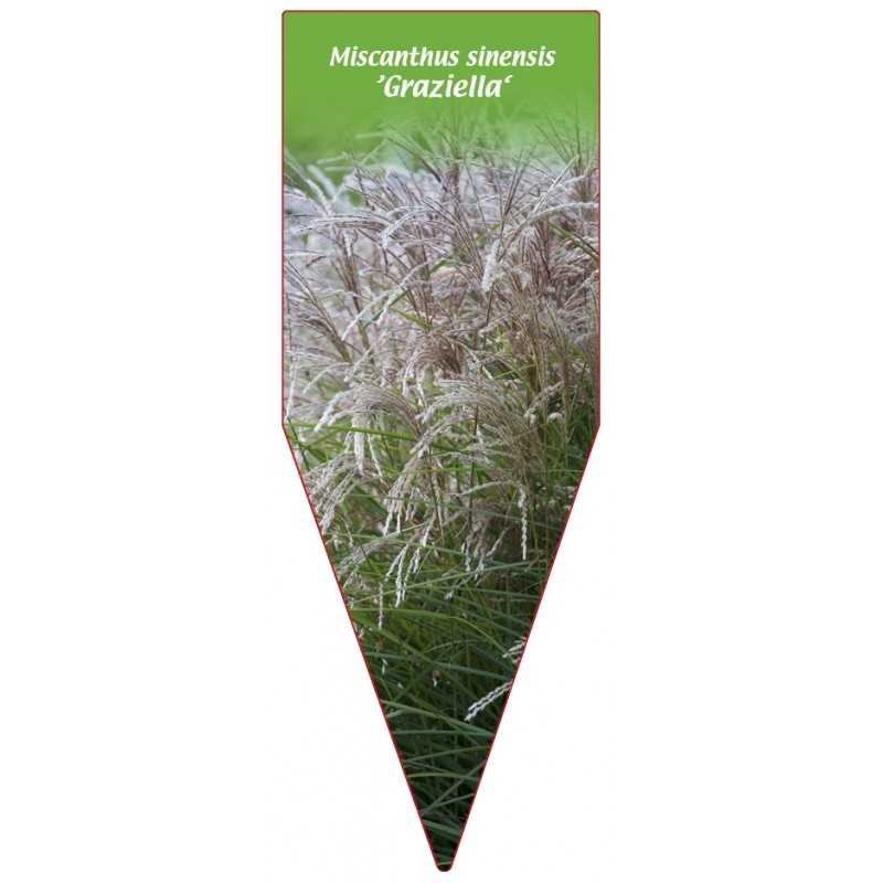 miscanthus-sinensis-graziella-c1