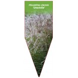 miscanthus-sinensis-graziella-c1