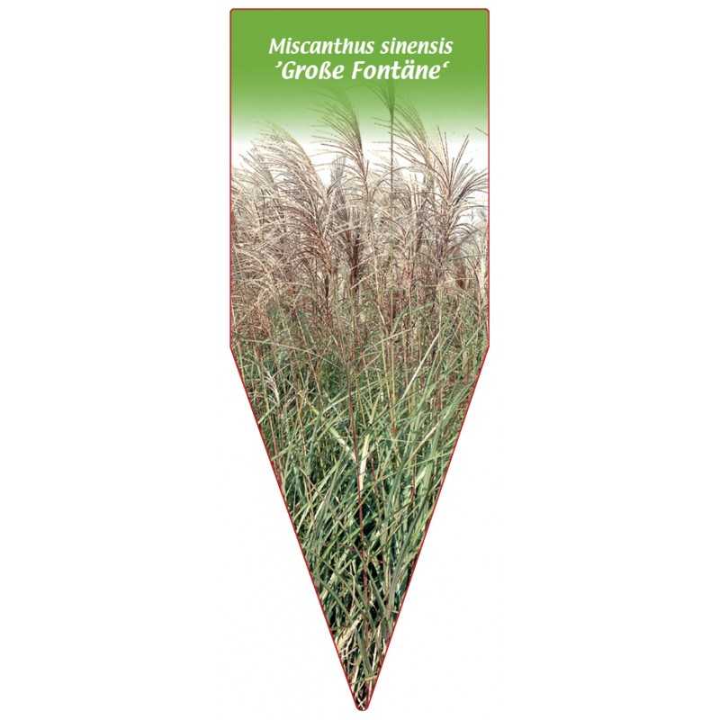 miscanthus-sinensis-grosse-fontane-b1