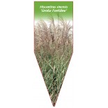 miscanthus-sinensis-grosse-fontane-b1