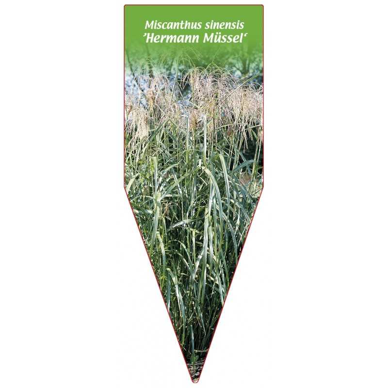 miscanthus-sinensis-hermann-mussel-1