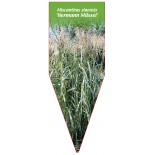 miscanthus-sinensis-hermann-mussel-1