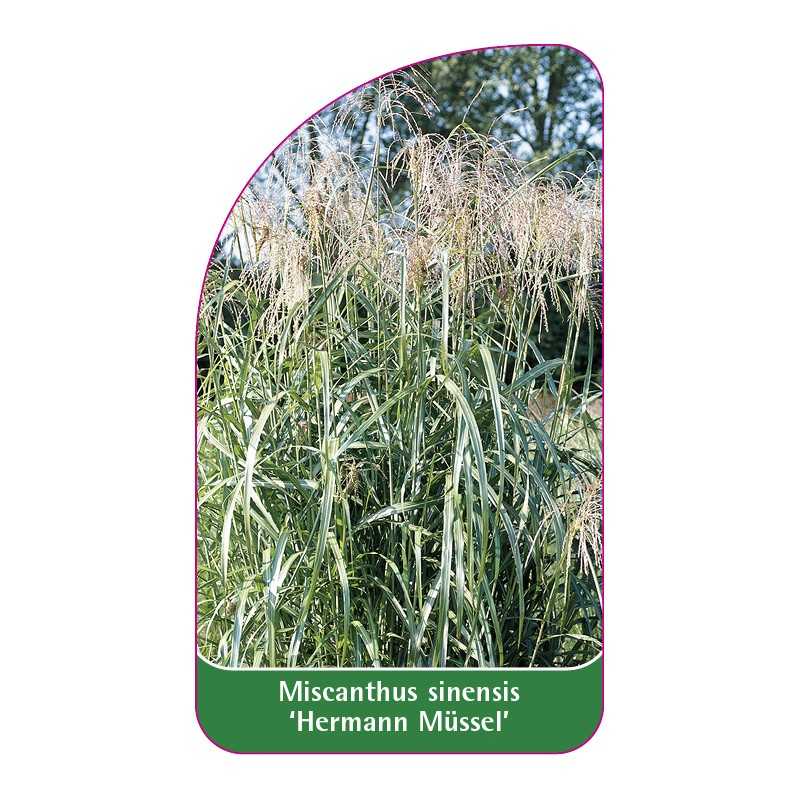 miscanthus-sinensis-hermann-mussel-1