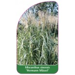 miscanthus-sinensis-hermann-mussel-1