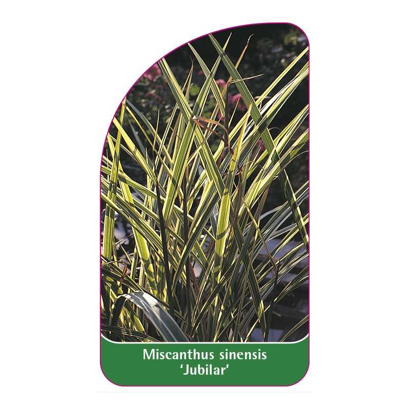 miscanthus-sinensis-jubilar-1