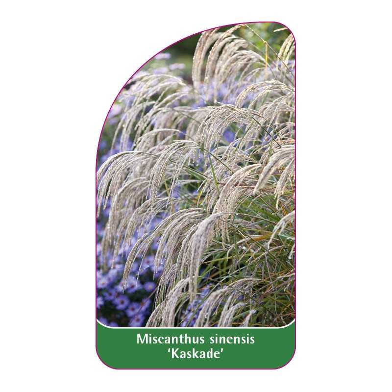 miscanthus-sinensis-kaskade-1