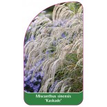 miscanthus-sinensis-kaskade-1