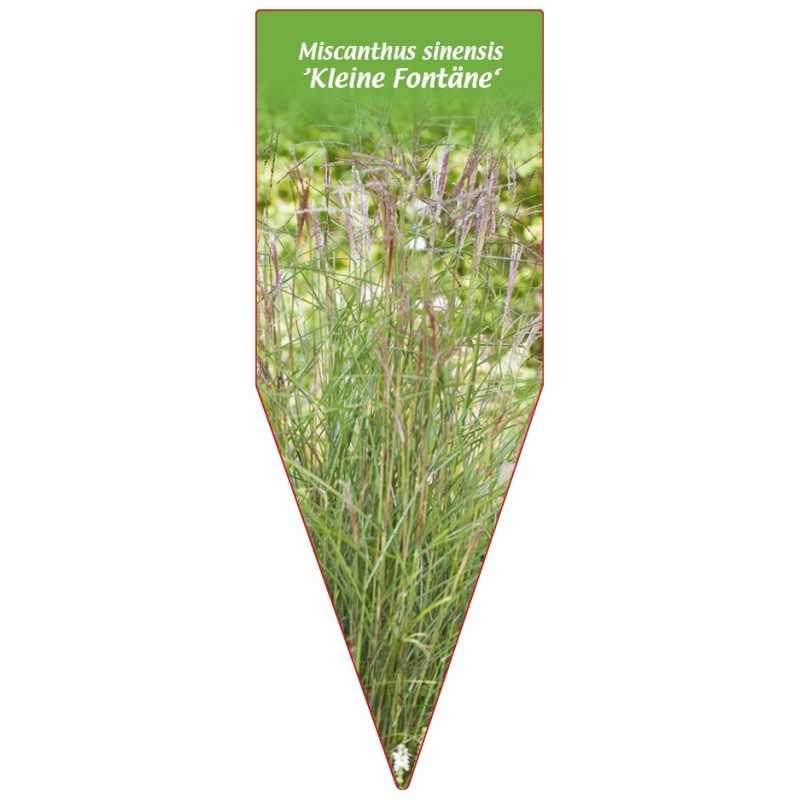 miscanthus-sinensis-kleine-fontane-b1