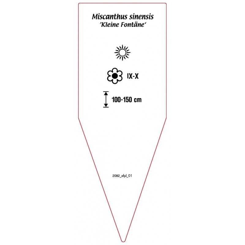 miscanthus-sinensis-kleine-fontane-b0