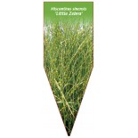 miscanthus-sinensis-little-zebra-1