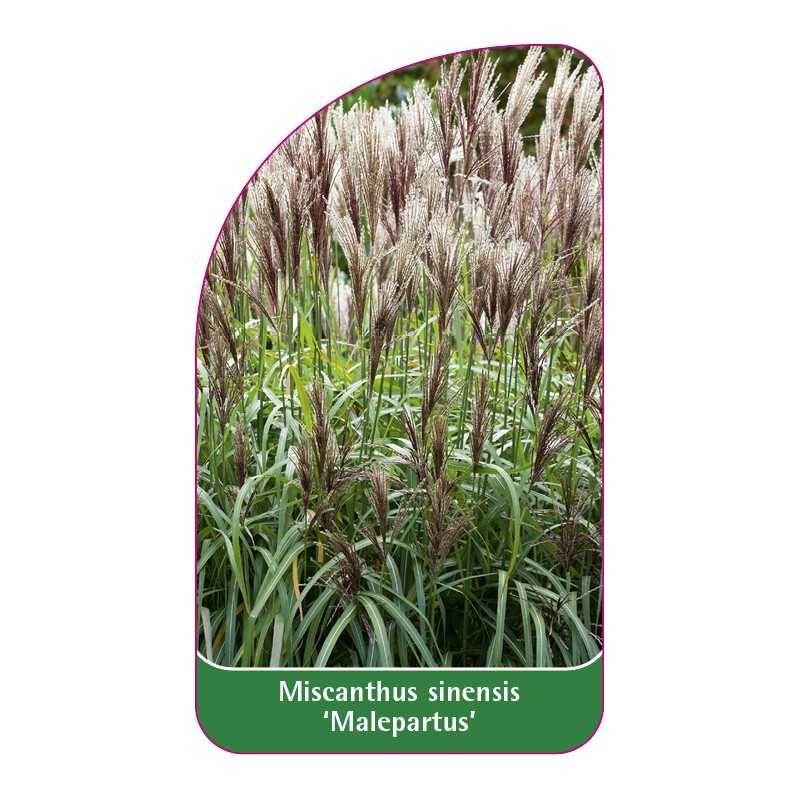 miscanthus-sinensis-malepartus-1