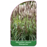 miscanthus-sinensis-malepartus-1