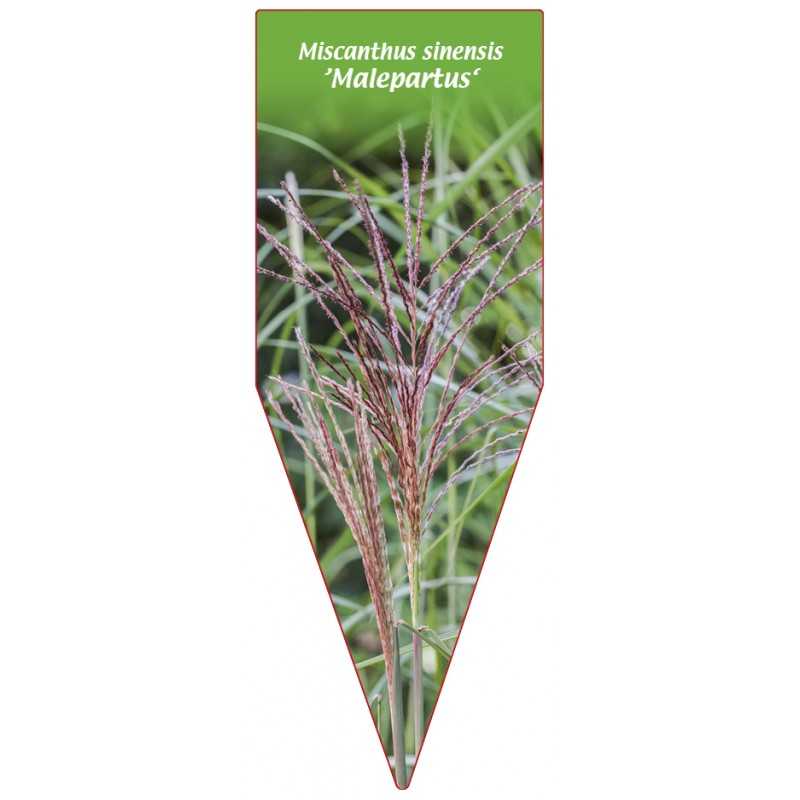 miscanthus-sinensis-malepartus-1