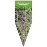 miscanthus-sinensis-malepartus-1