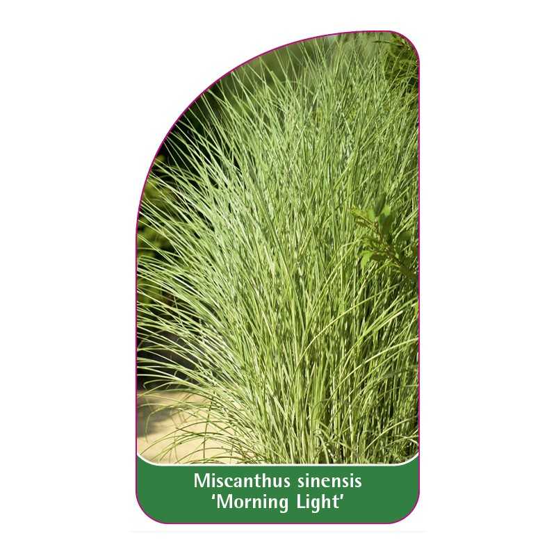 miscanthus-sinensis-morning-light-b1