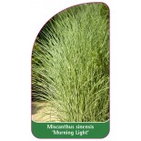 miscanthus-sinensis-morning-light-b1