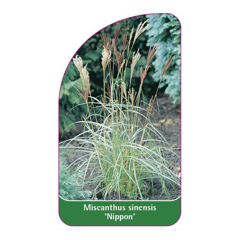 miscanthus-sinensis-nippon-1