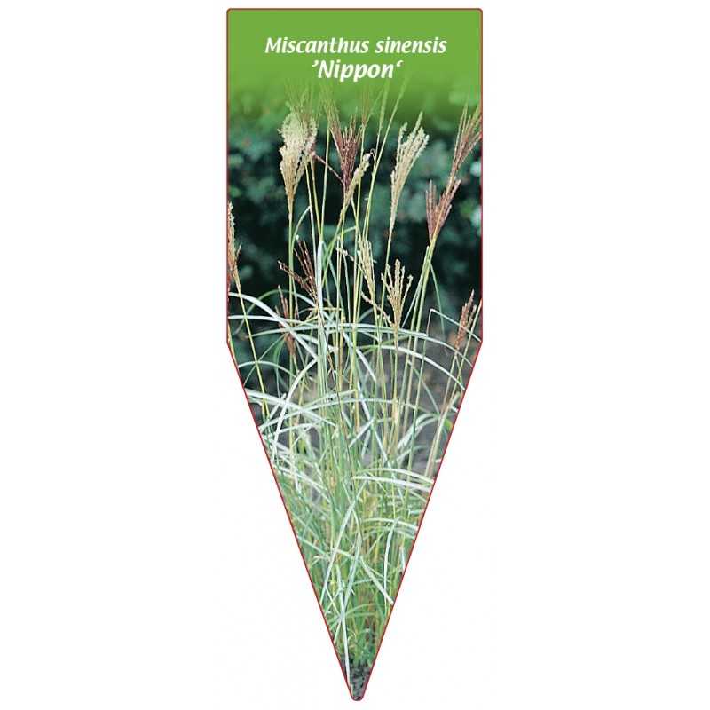 miscanthus-sinensis-nippon-b1