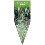 miscanthus-sinensis-nippon-b1