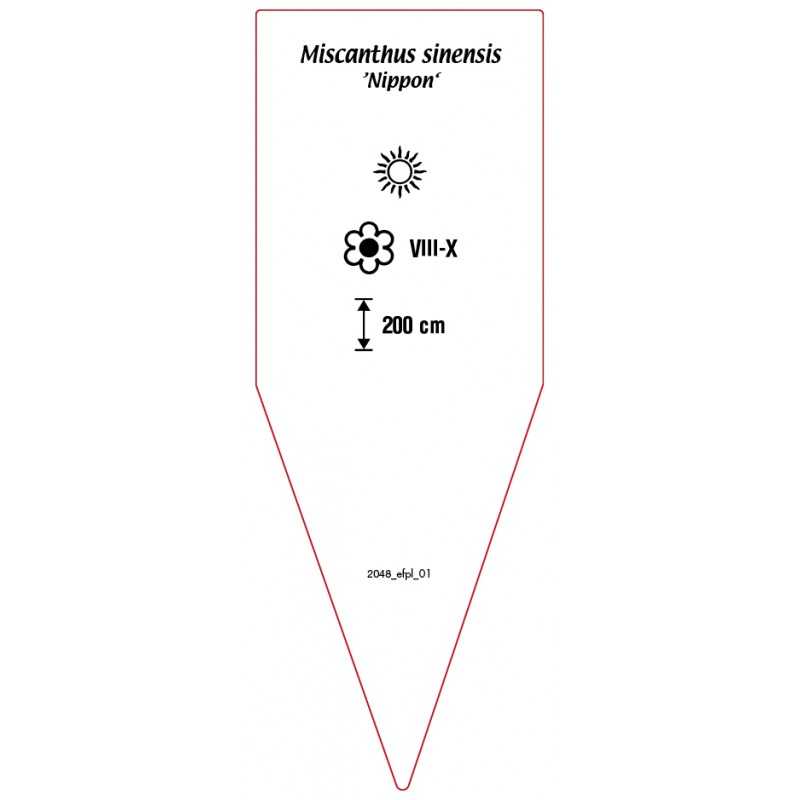 miscanthus-sinensis-nippon-b0