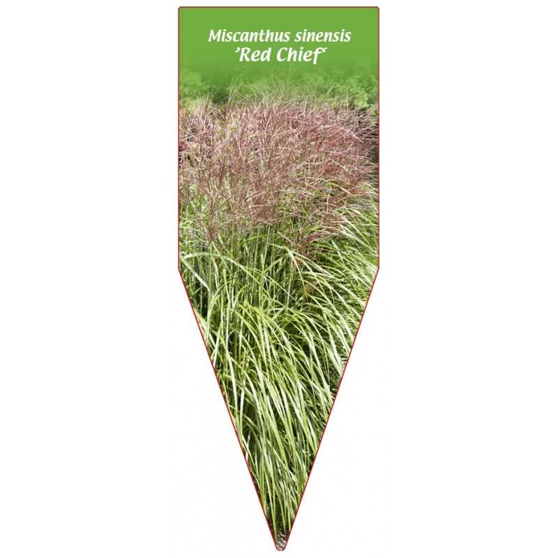 miscanthus-sinensis-red-chief-1