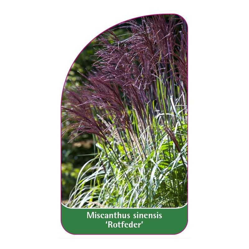 miscanthus-sinensis-rotfeder-1