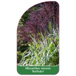 miscanthus-sinensis-rotfeder-1