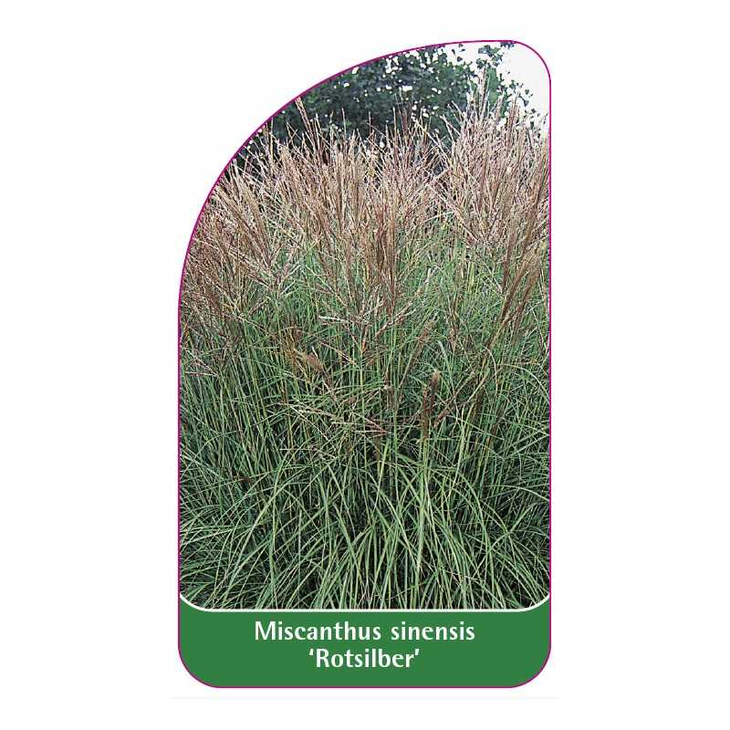 miscanthus-sinensis-rotsilber-a1